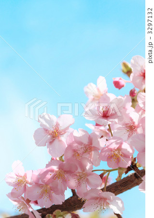 青空と満開の桜 3297132
