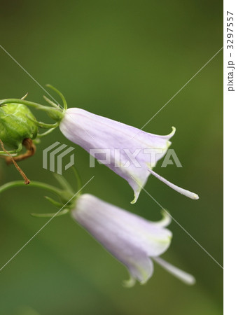 薄紫の野の花ツリガネニンジン 3297557