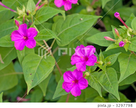 おしろいばな おしろいばな 3297798