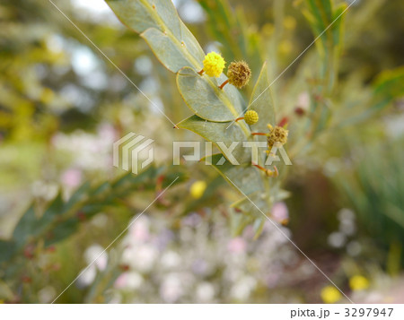 アカシア　フラットワトルの花 3297947