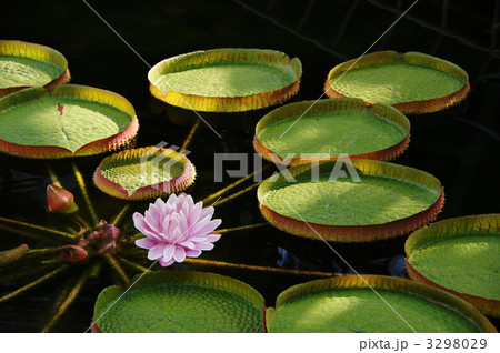 9月熱帯植物 オオオニバス・スイレン科08 9月熱帯植物 オオオニバス・スイレン科08 3298029
