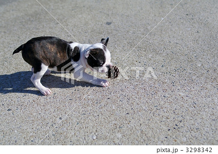 フレンチ ブルドックの赤ちゃんの写真素材