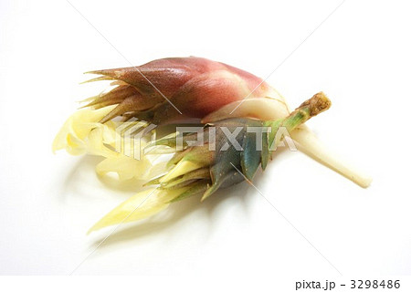 秋の花ミョウガ２個横位置 3298486