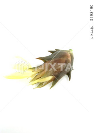 秋の花ミョウガ茶褐色1個縦位置 秋の花ミョウガ茶褐色1個縦位置 3298490