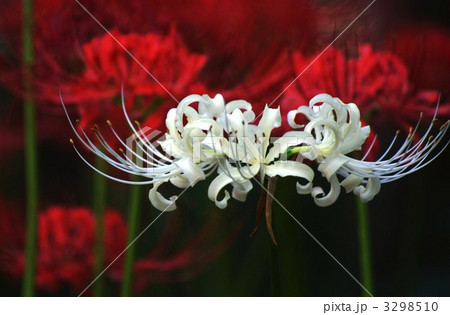 白花ヒガンバナ黒バック横位置 3298510