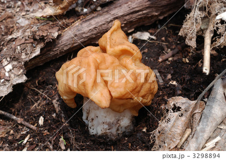 シャグマアミガサタケ 3298894