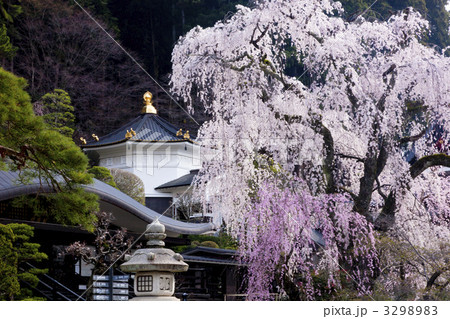 身延山久遠寺の桜 3298983