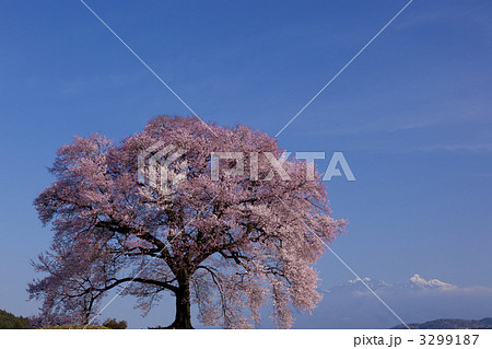 わに塚の桜 3299187