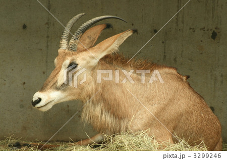 ローンアンテロープ 3299246