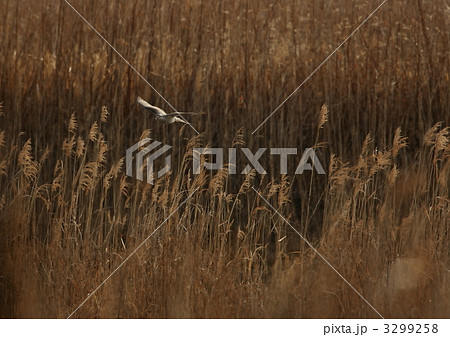 オオタカ 3299258