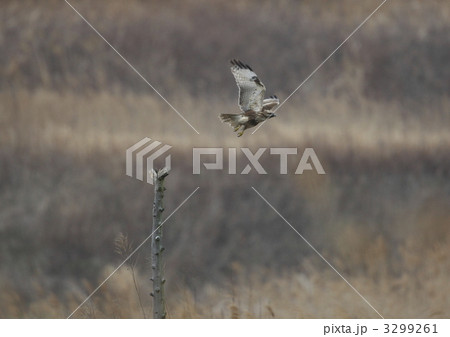 ノスリ ノスリ 3299261