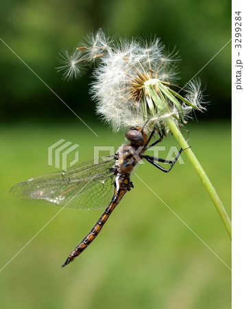 トンボと綿毛 トンボと綿毛 3299284