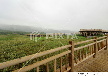 知床五湖高架木道 知床五湖高架木道 3299836