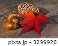 落ち葉、どんぐり、松ぼっくり 3299926