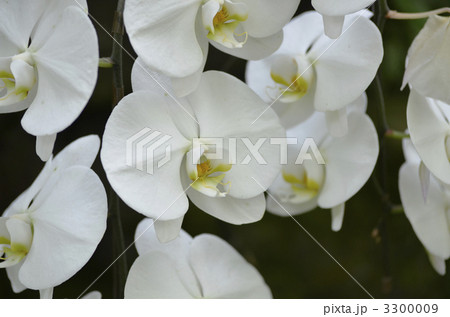 胡蝶蘭（白色） 3300009