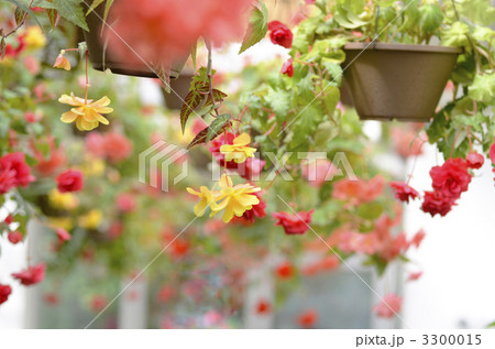 花のトンネル 3300015