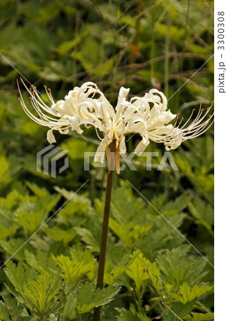 白い彼岸花 白い彼岸花 3300308