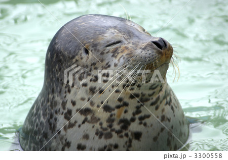 ゴマフアザラシ 3300558