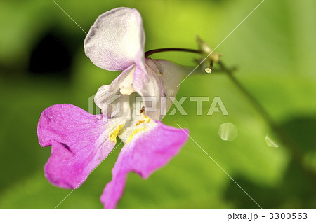 ハナツリフネソウ 3300563