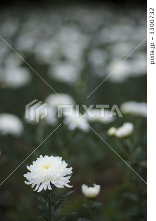 白菊 3300732