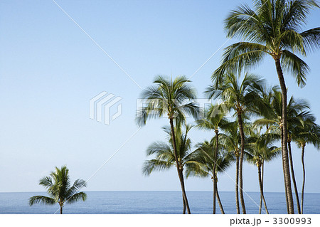 Palm trees and Ocean 3300993