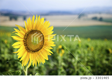 Sunflower field, Tuscany. 3301465