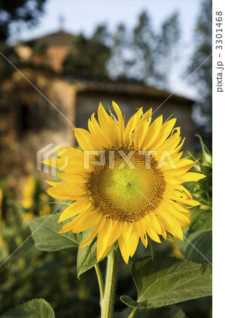Sunflower, Tuscany, Italy. 3301468