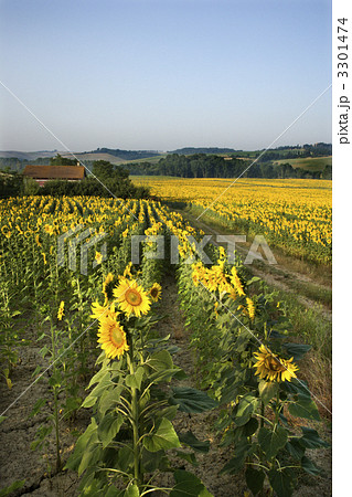 Sunflower field, Tuscany. 3301474