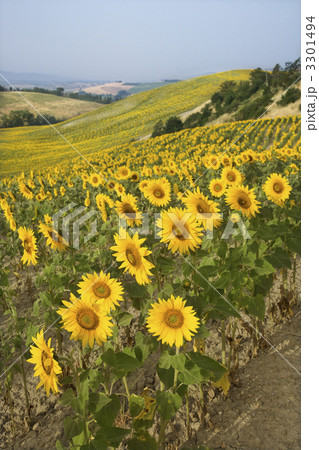 Sunflower field. Sunflower field. 3301494