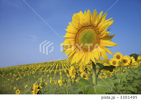 Sunflower in a Field 3301495