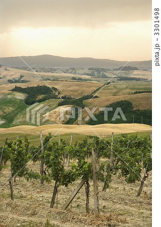 Tuscan vineyard landscape. 3301498