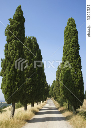 Tree-Lined Rural Road 3301521