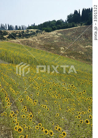 Sunflowers in Tuscan countryside. 3301522
