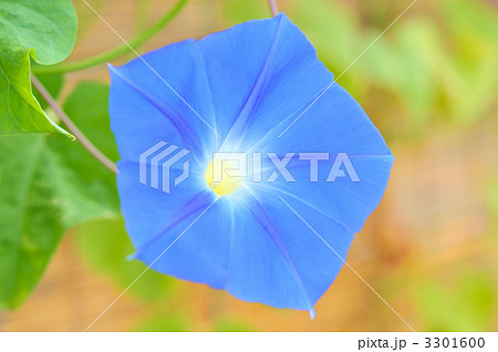 青い朝顔。 3301600
