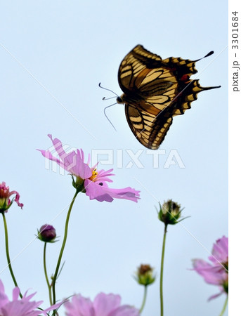 コスモスとアゲハチョウ 3301684