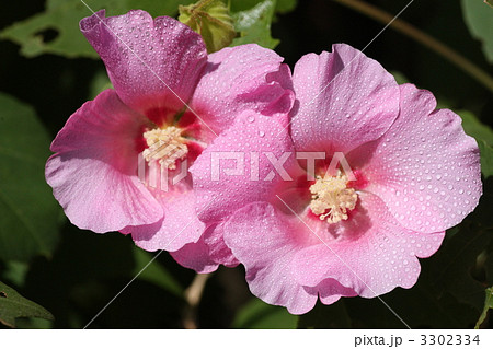 【芙蓉】 3302334