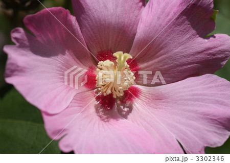 【芙蓉】 3302346