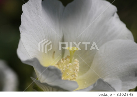 【芙蓉】 3302348