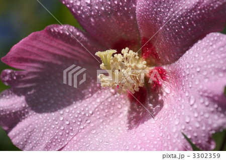 【芙蓉】 【芙蓉】 3302359