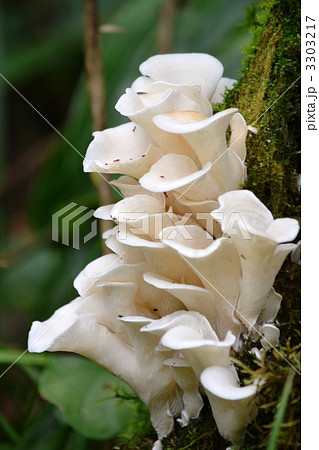 スギヒラタケ スギヒラタケ 3303217