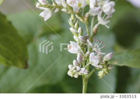 蕎麦の花 3303513