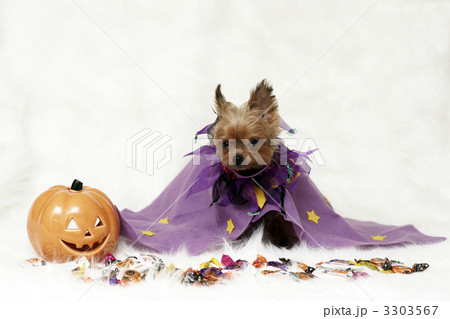 ハロウィン ヨークシャーテリア ハロウィン ヨークシャーテリア 3303567
