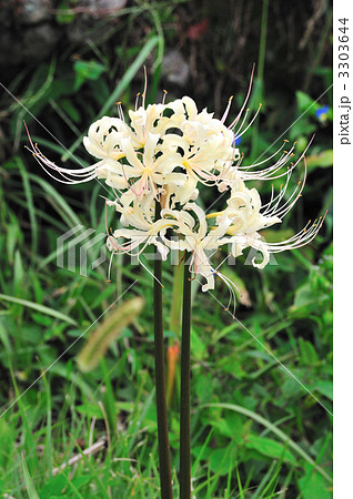 土手に咲く彼岸花 3303644