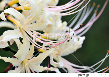 土手に咲く彼岸花 土手に咲く彼岸花 3303687