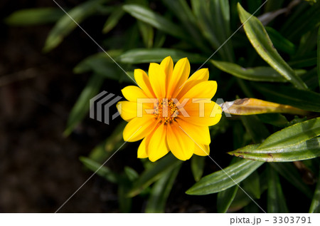 ガザニア(勲章菊) ガザニア(勲章菊) 3303791