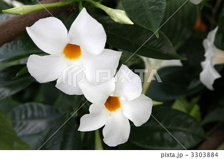 マンデビラ 3303884