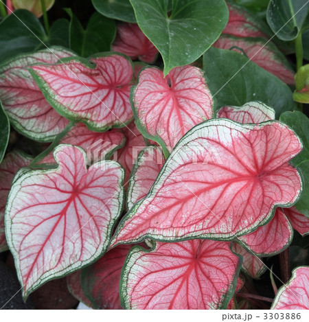 カラジューム 3303886