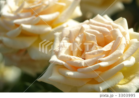 バレンシア 3303995