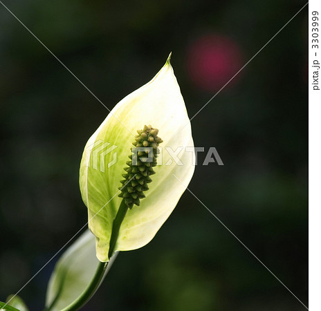 スパティフィラム 3303999