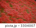 3304007